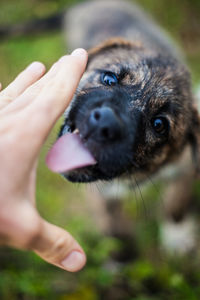 Midsection of person with dog