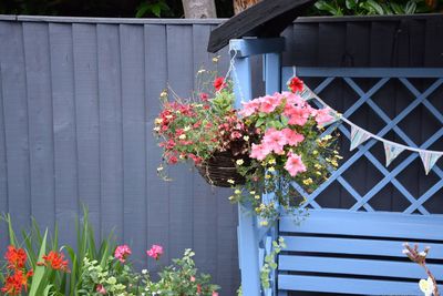 Close-up of pink flowering plants against fence