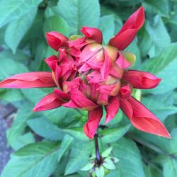 Close-up of red flowers