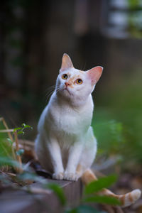 Portrait of cat sitting outdoors