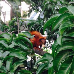 Low angle view of bird on tree