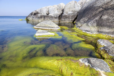 Green plants on underwater rocks