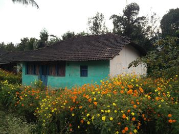 Flowering plants and trees by house on field against sky