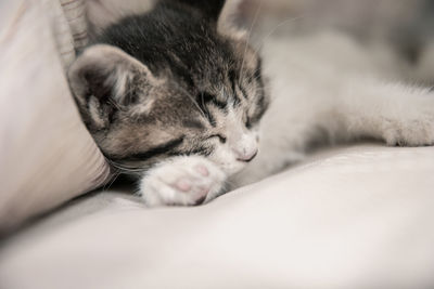 Cat sleeping on bed