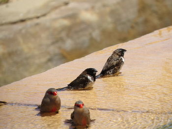 Close-up of birds perching on lake