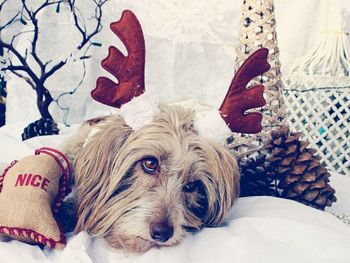 Dog resting on bed