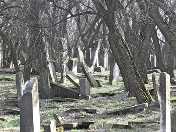 Trees in cemetery