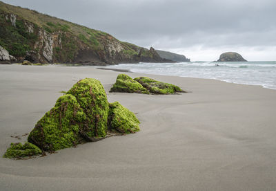 Remote beach with mossy rocks. overcast day at allans beach, dunedin, otago peninsula, new zealand