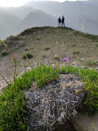 Close-up of flowering plants on land