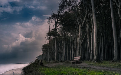 Trees against sky