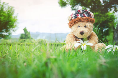 Close-up of teddy bear on grass