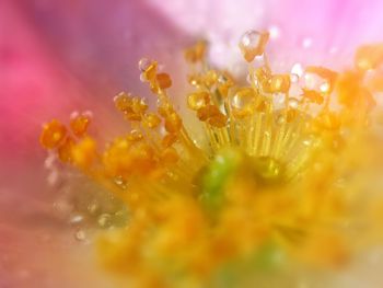 Macro shot of yellow flower