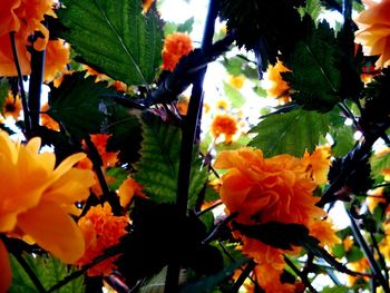 Close-up of orange flower