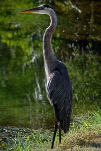 High angle view of gray heron perching on grass by lake