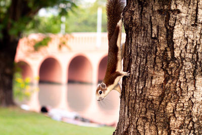 Close-up of squirrel on tree trunk