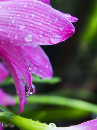 Close-up of water drops on pink flower