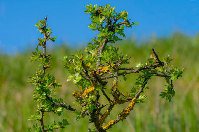 Close-up of flowering plant against sky