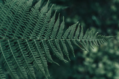 Close-up of fern leaves