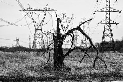 Bare tree on field against sky