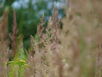 Close-up of fresh plant