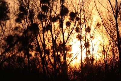 Silhouette of trees at sunset