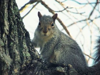 Squirrel on tree trunk