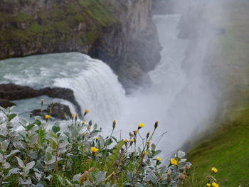 Close-up of waterfall against plants