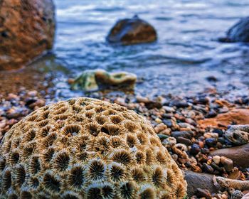 Close-up of brain coral by seashore