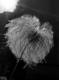 Close-up of dandelion on plant