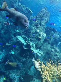 Close-up of fish in aquarium