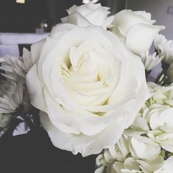 Close-up of white flowers in water