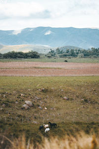 View of field with mountain range in background