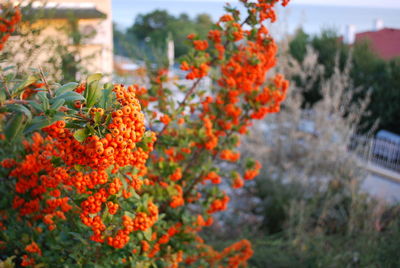 Close-up of red flowers