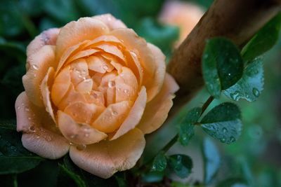 Close-up of wet rose