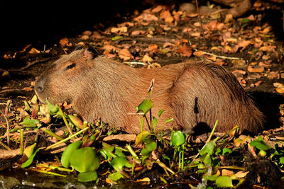 Capybara on the rio cuiaba riverbank, pantanal brazil