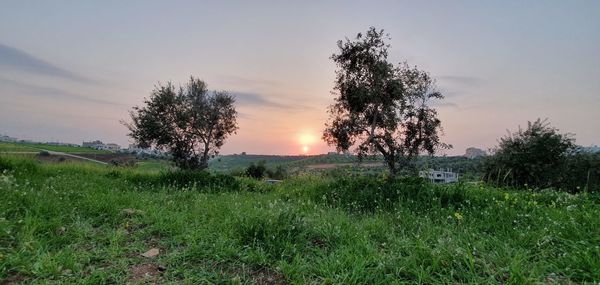 Trees on field against sky during sunset