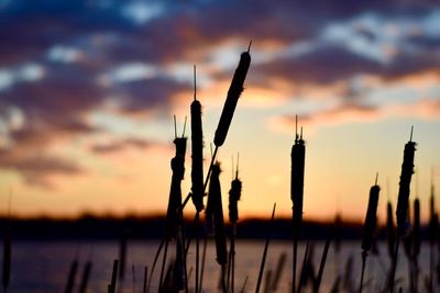 Silhouette plants by lake against sky during sunset