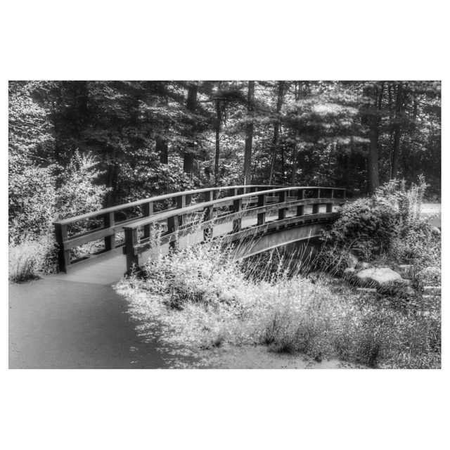 transfer print, tree, auto post production filter, the way forward, tranquility, tranquil scene, growth, nature, footpath, bridge - man made structure, diminishing perspective, forest, railing, connection, grass, transportation, day, outdoors, footbridge, dirt road