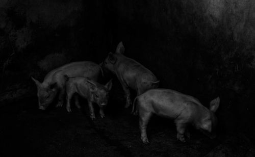 Dog lying on the ground