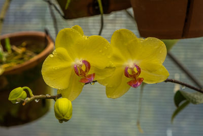 Close-up of yellow flower blooming outdoors