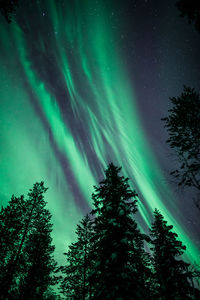 Low angle view of trees against sky at night