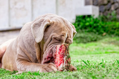 Close-up of dog eating meat