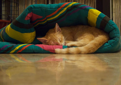 Close-up of cat sleeping