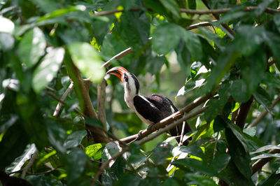 Bird perching on a tree