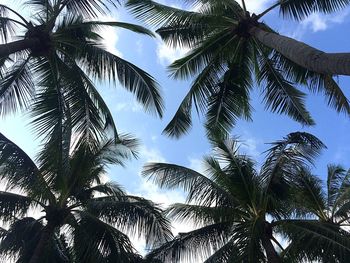 Low angle view of palm trees against sky