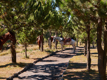 View of a horse cart