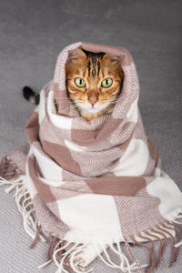 Cute cat wrapped in a warm scarf. view from above.