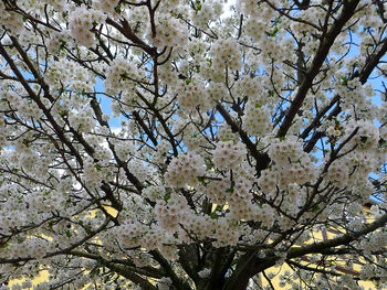 Low angle view of flowers on tree