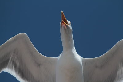 Low angle view of seagull against sky