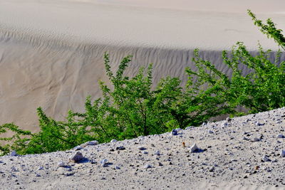 High angle view of plants on land